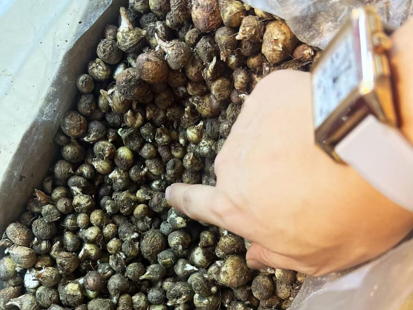 半夏块茎