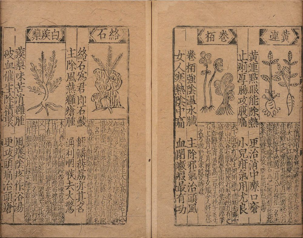 bu_zeng_ben_cao_ge_kuo · 样张8