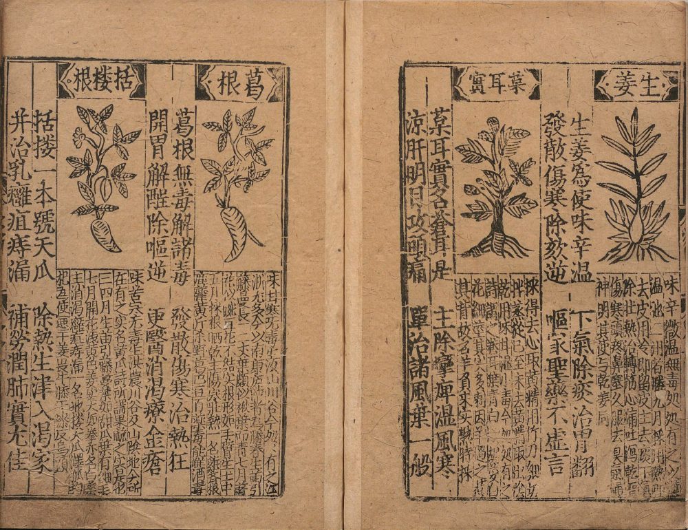 bu_zeng_ben_cao_ge_kuo · 样张9