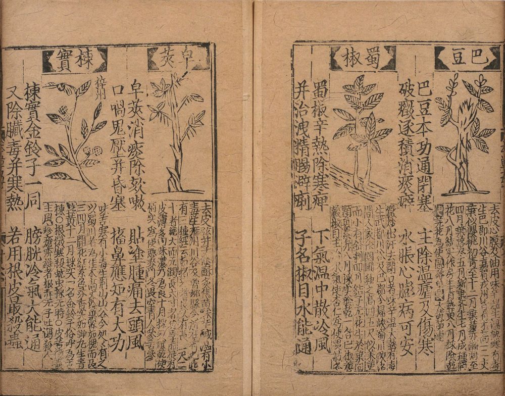 bu_zeng_ben_cao_ge_kuo · 样张15