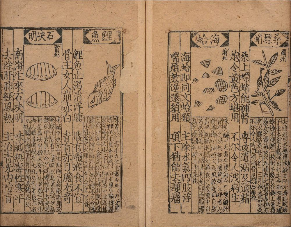 bu_zeng_ben_cao_ge_kuo · 样张19