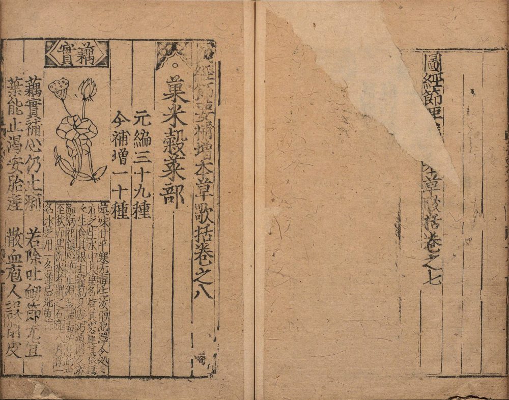 bu_zeng_ben_cao_ge_kuo · 样张20