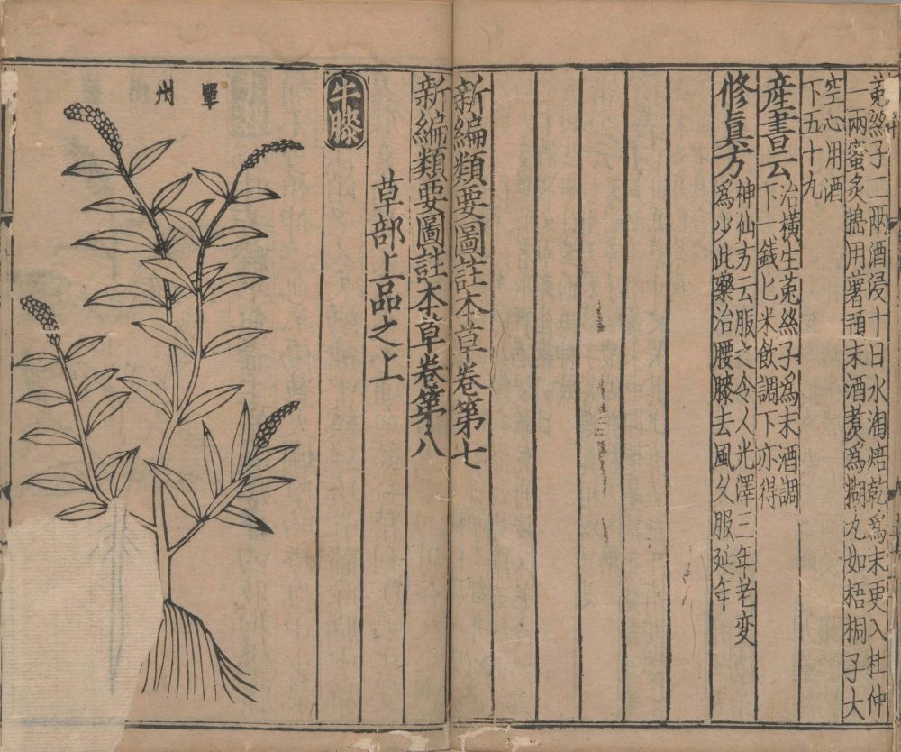 xin_bian_lei_yao_tu_zhu_ben_cao · 样张6