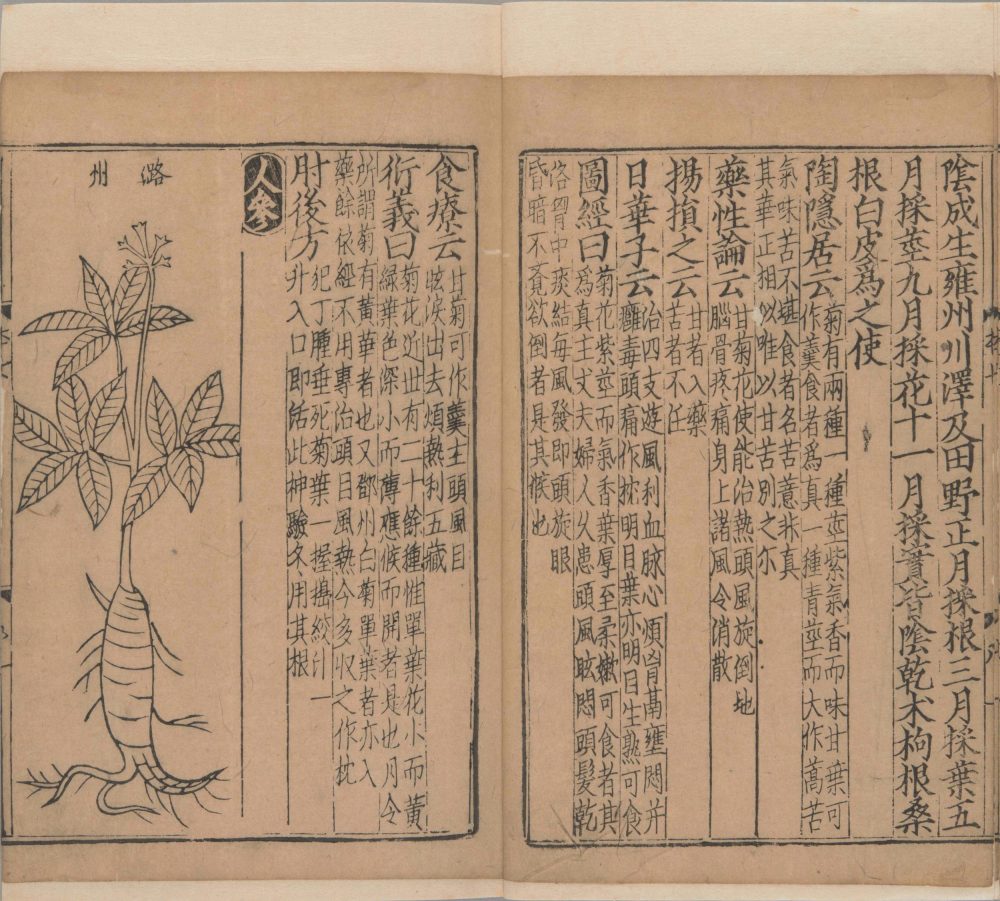 xin_bian_lei_yao_tu_zhu_ben_cao · 样张20