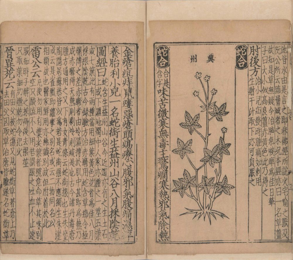xin_bian_lei_yao_tu_zhu_ben_cao · 样张21
